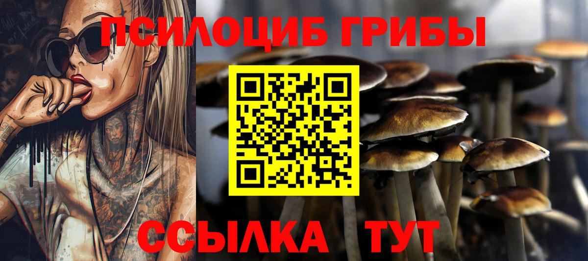 Галлюциногенные грибы Psilocybine cubensis Грозный